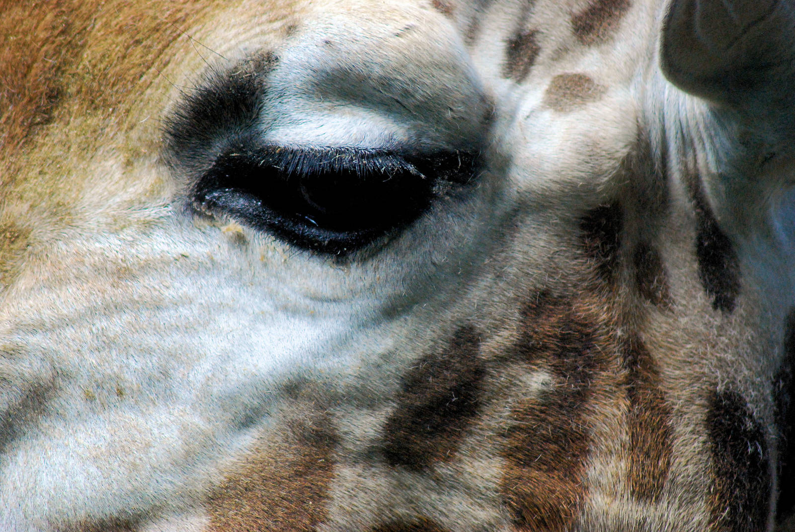 Male Rothchilds Giraffe