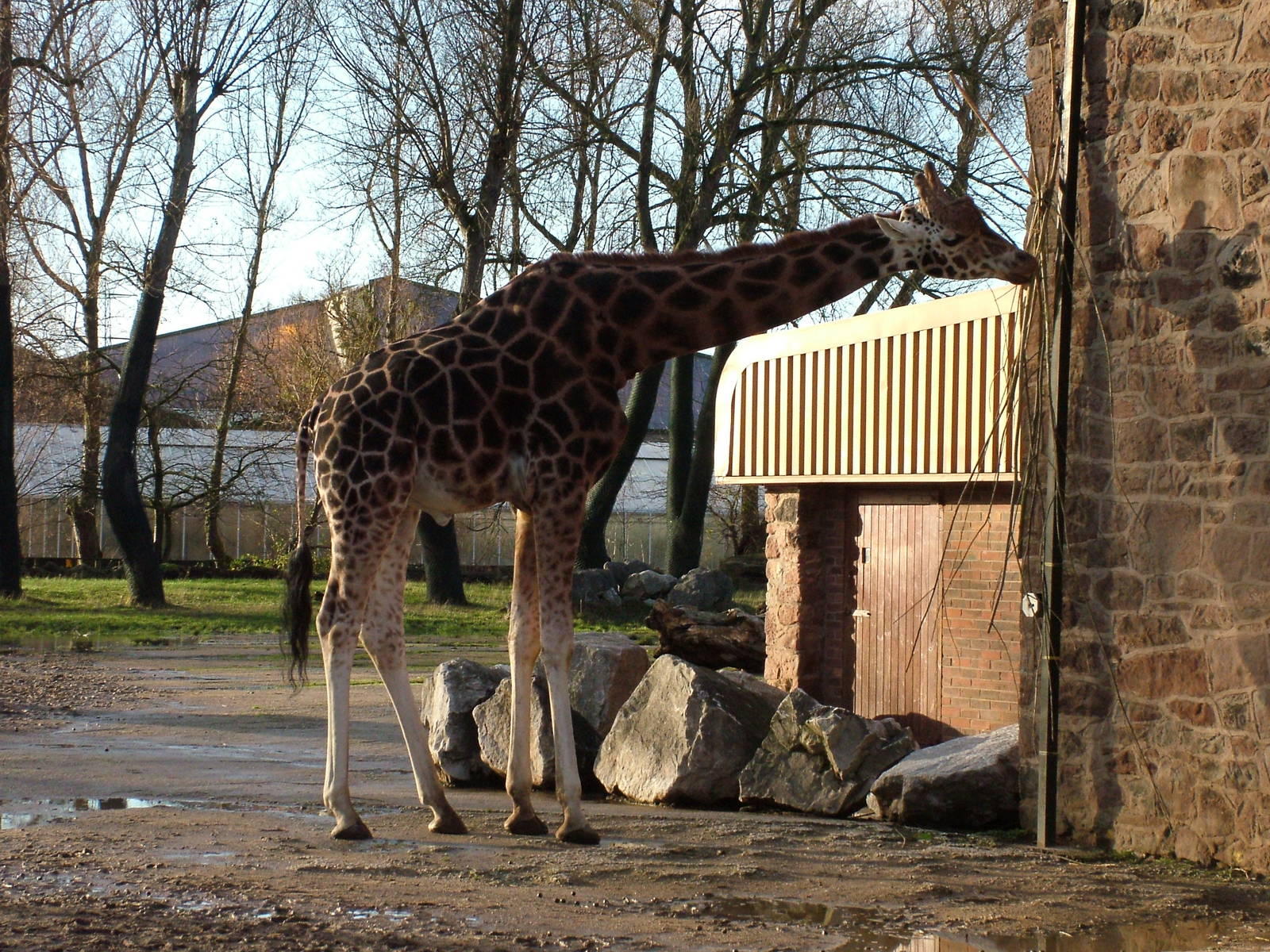 Male Rothschild's Giraffe at Chester 06/12/09