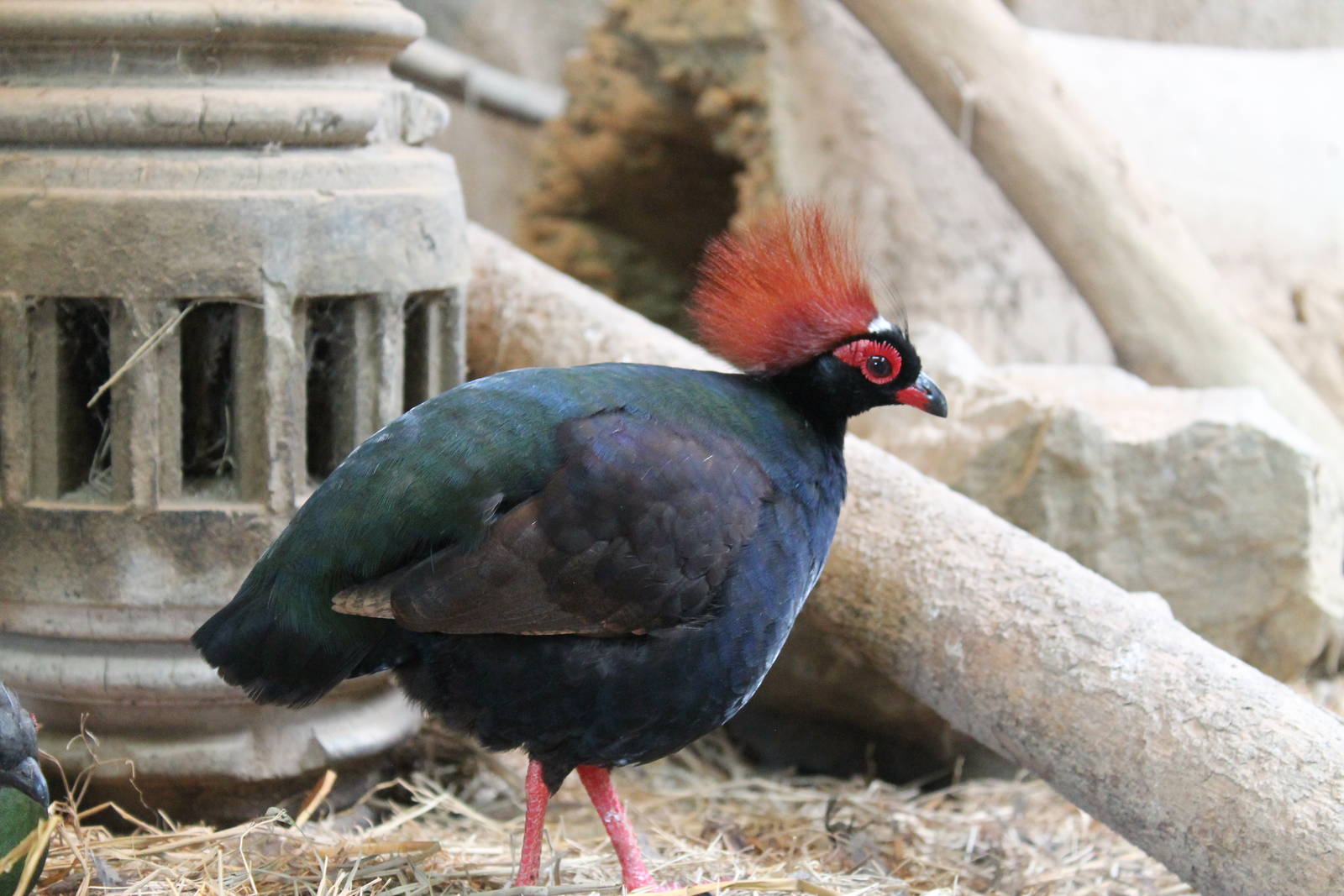 male roulroul or crested wood partridge (Rollulus rouloul)
