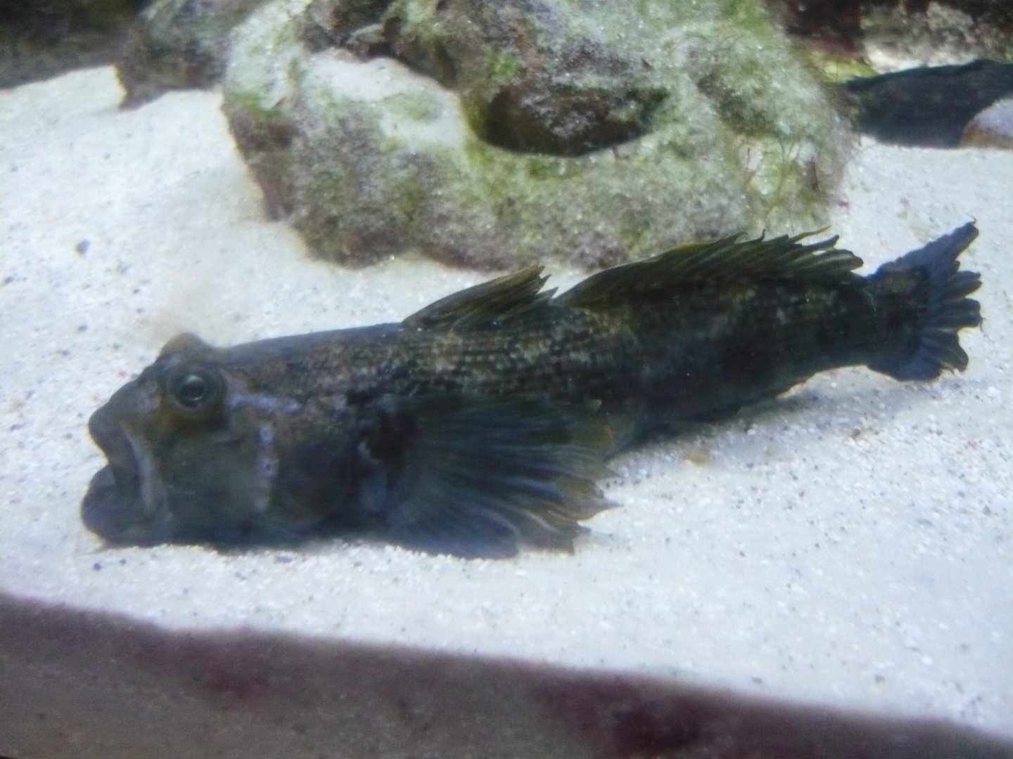 Male Round goby