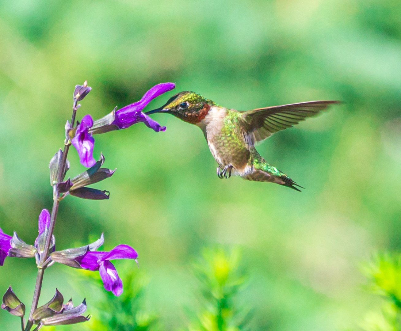 Male Ruby-throated Hummingbird