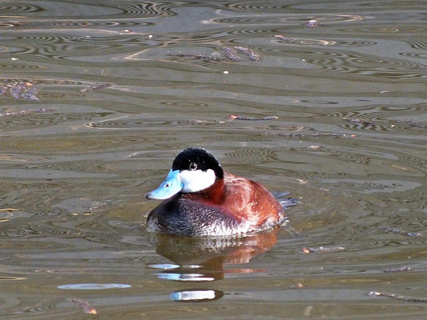 Male ruddy duck (?)
