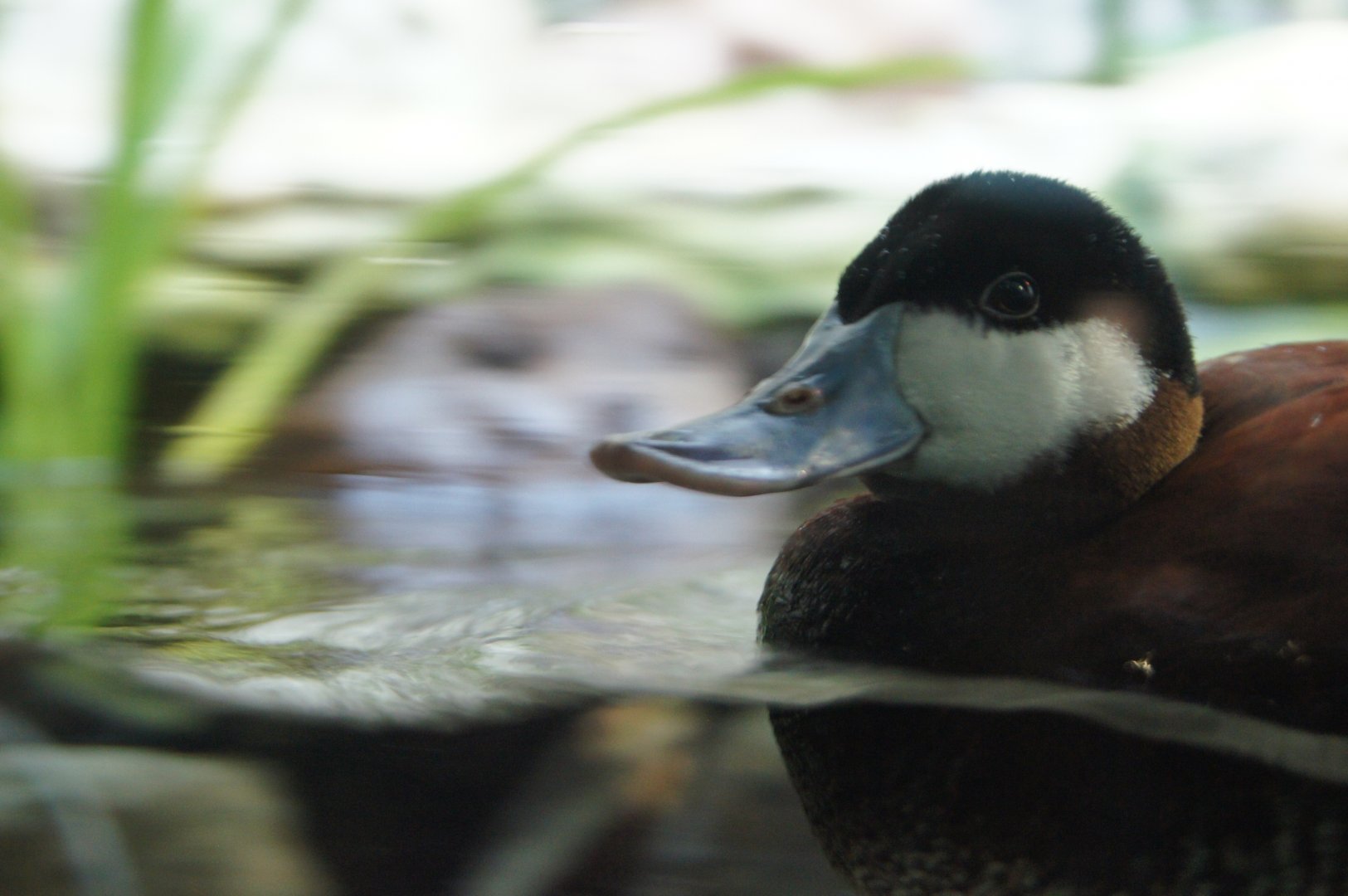 Male Ruddy Duck