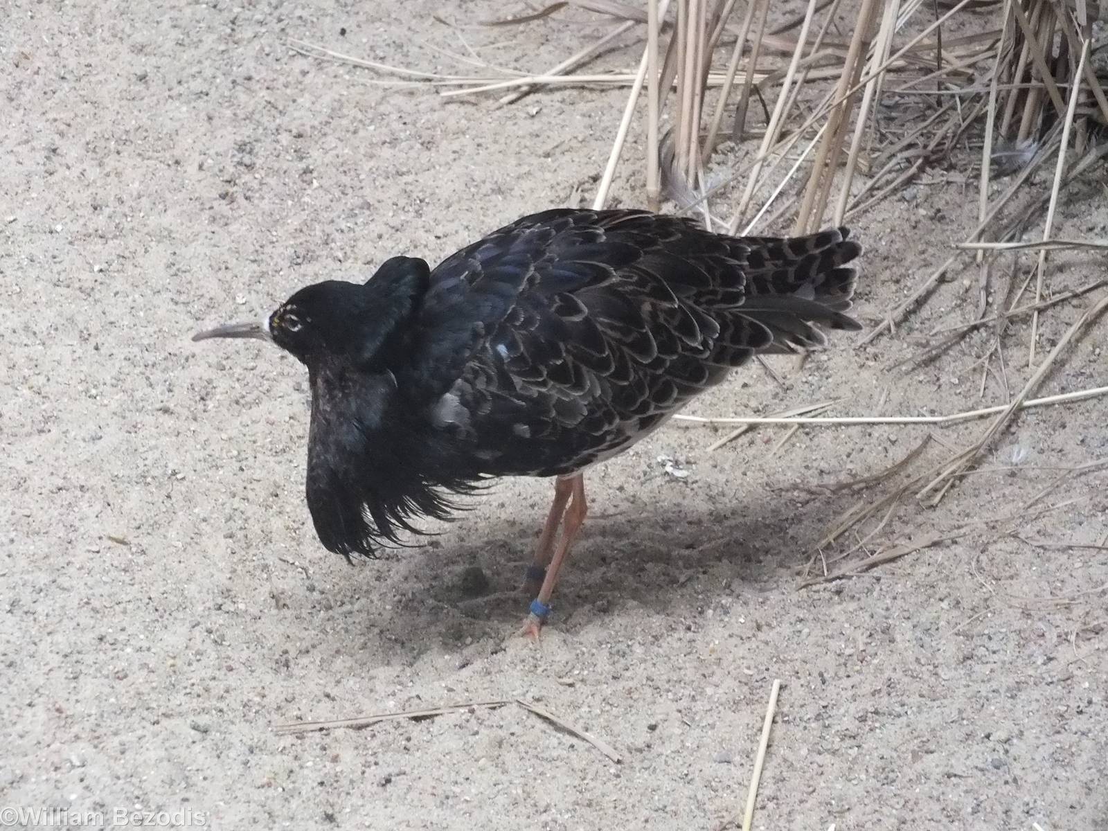 Male Ruff in Display Plumage