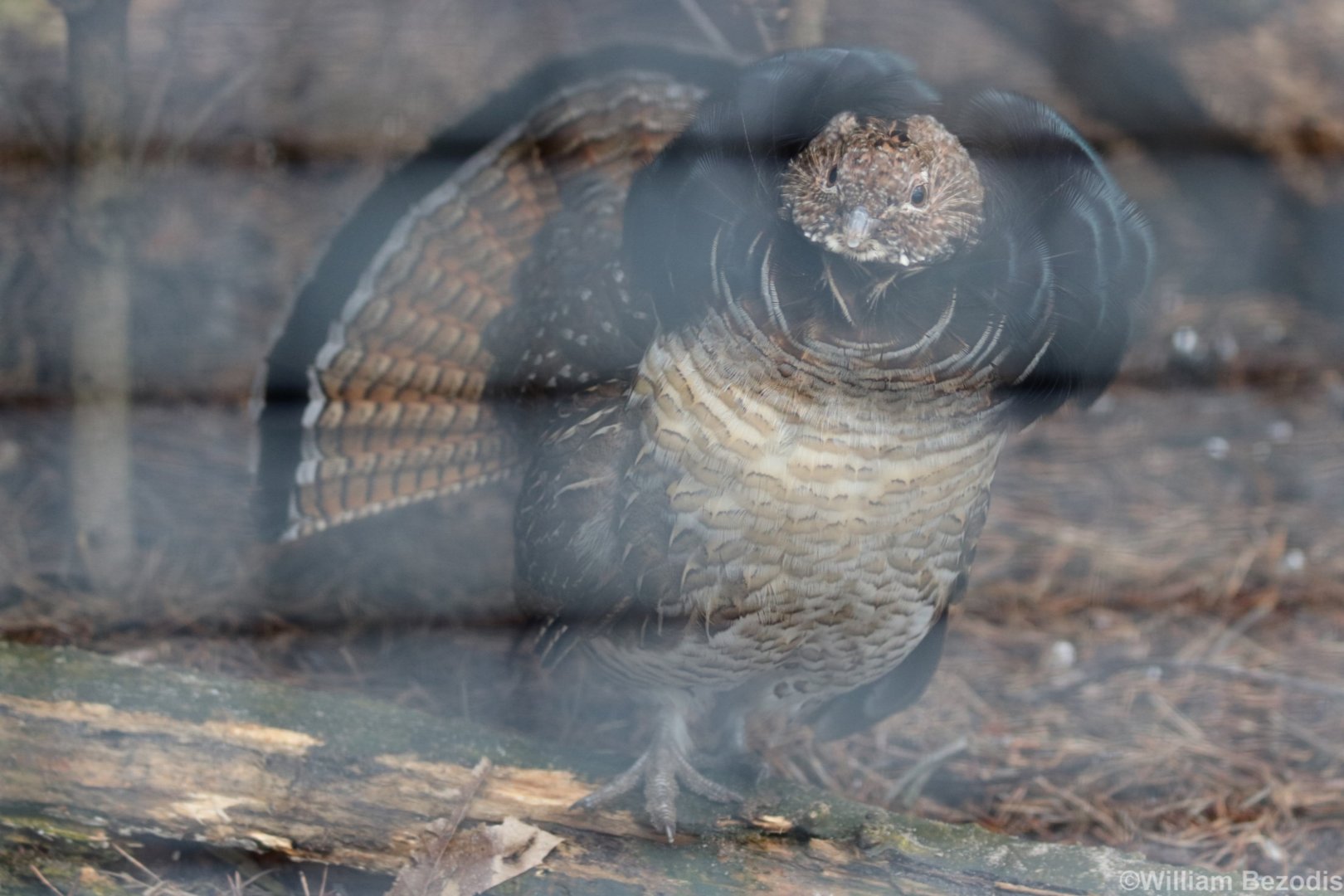 Male Ruffed Grouse Displaying