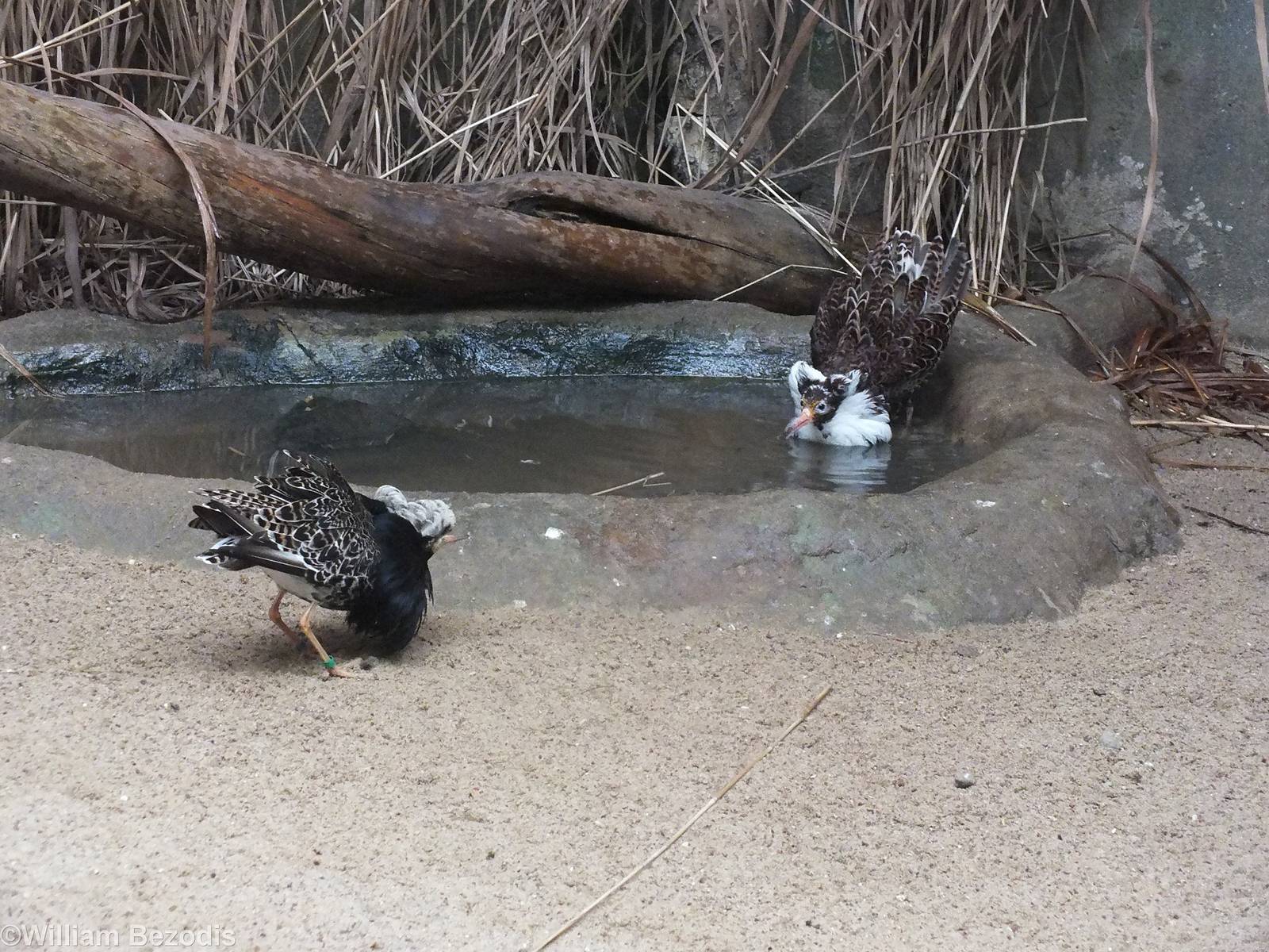 Male Ruffs in Display Plumage