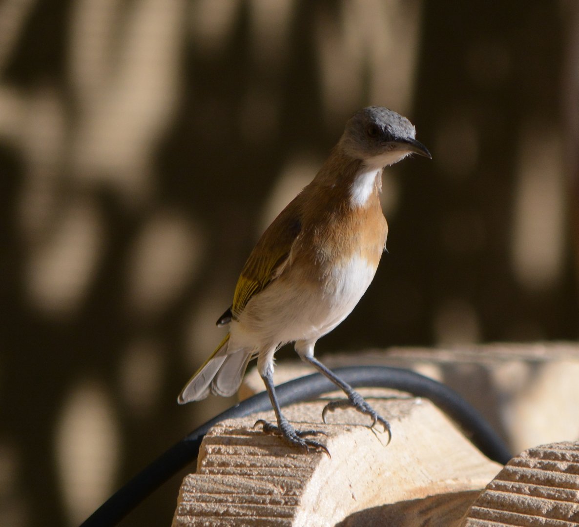 Male Rufous-banded honeyeater