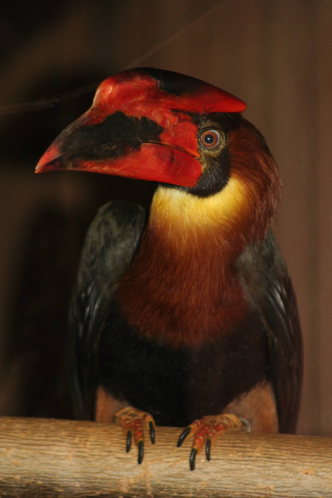 Male Rufous Hornbill @ Colchester, 23.10.2012