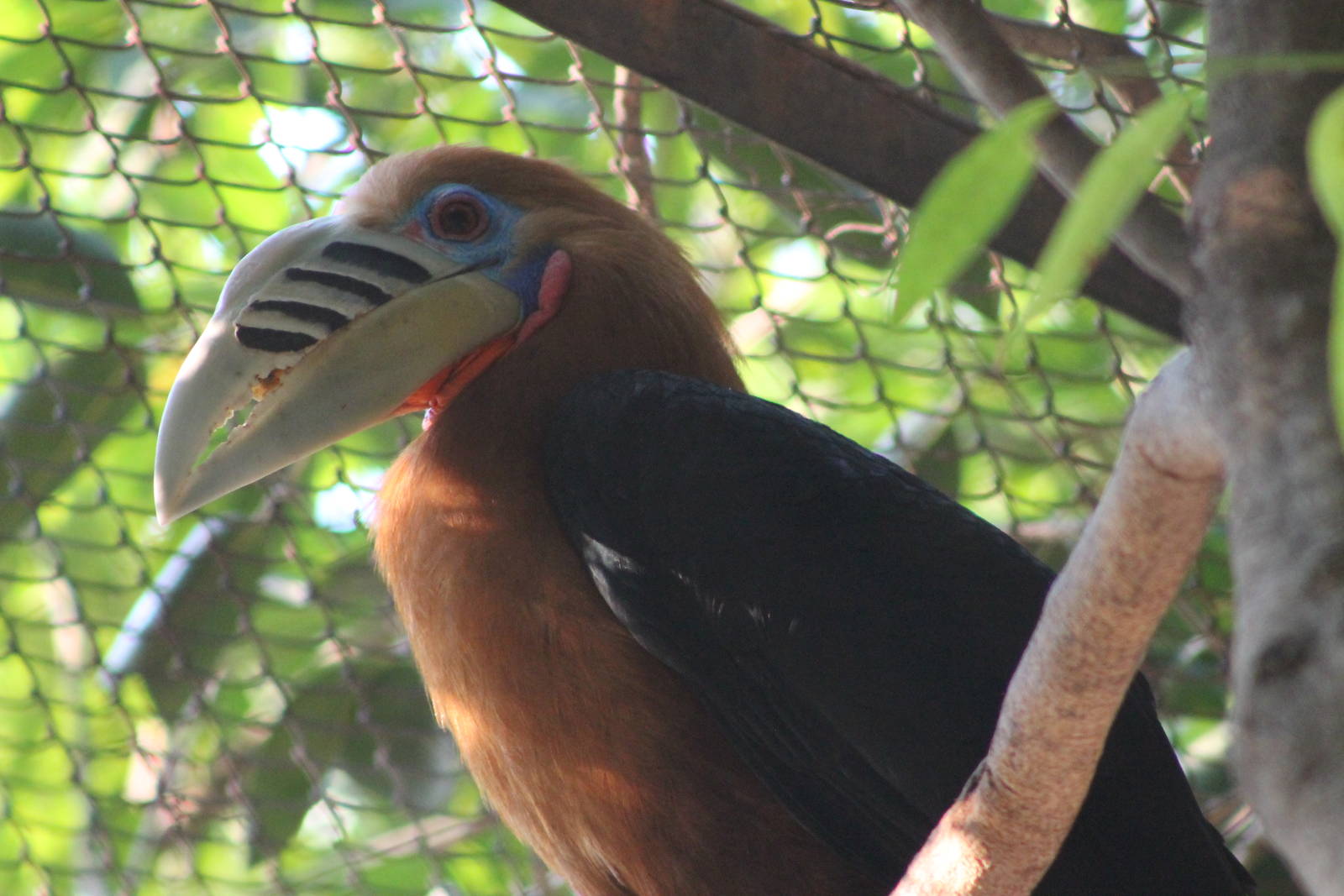 male Rufous-necked Hornbill Aceros nipalensis)