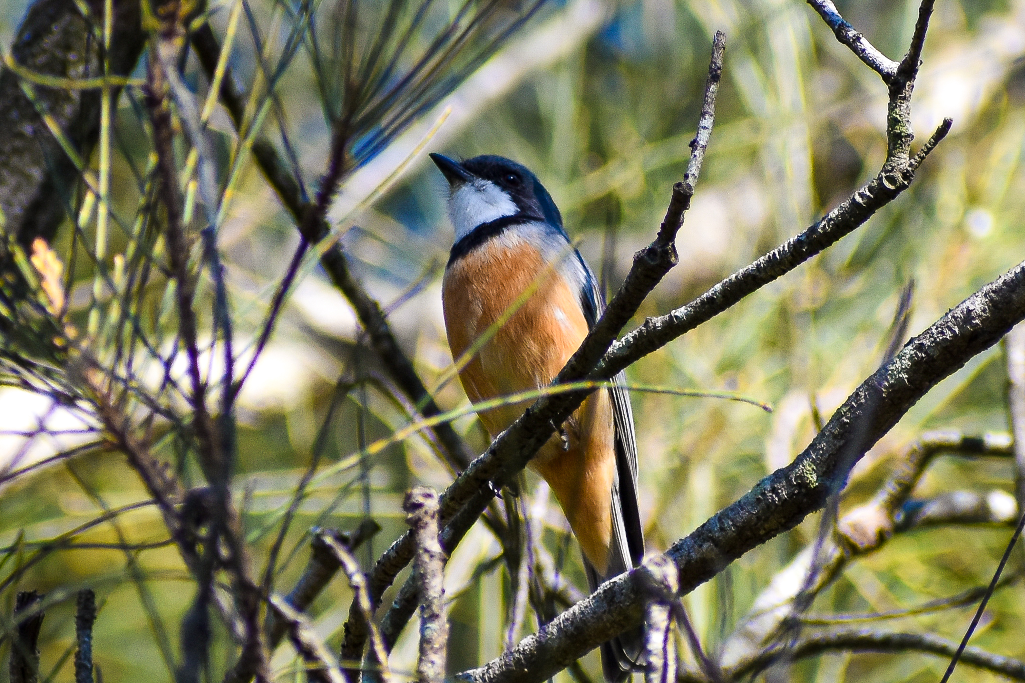Male Rufous Whistler (Pachycephala rufiventris)