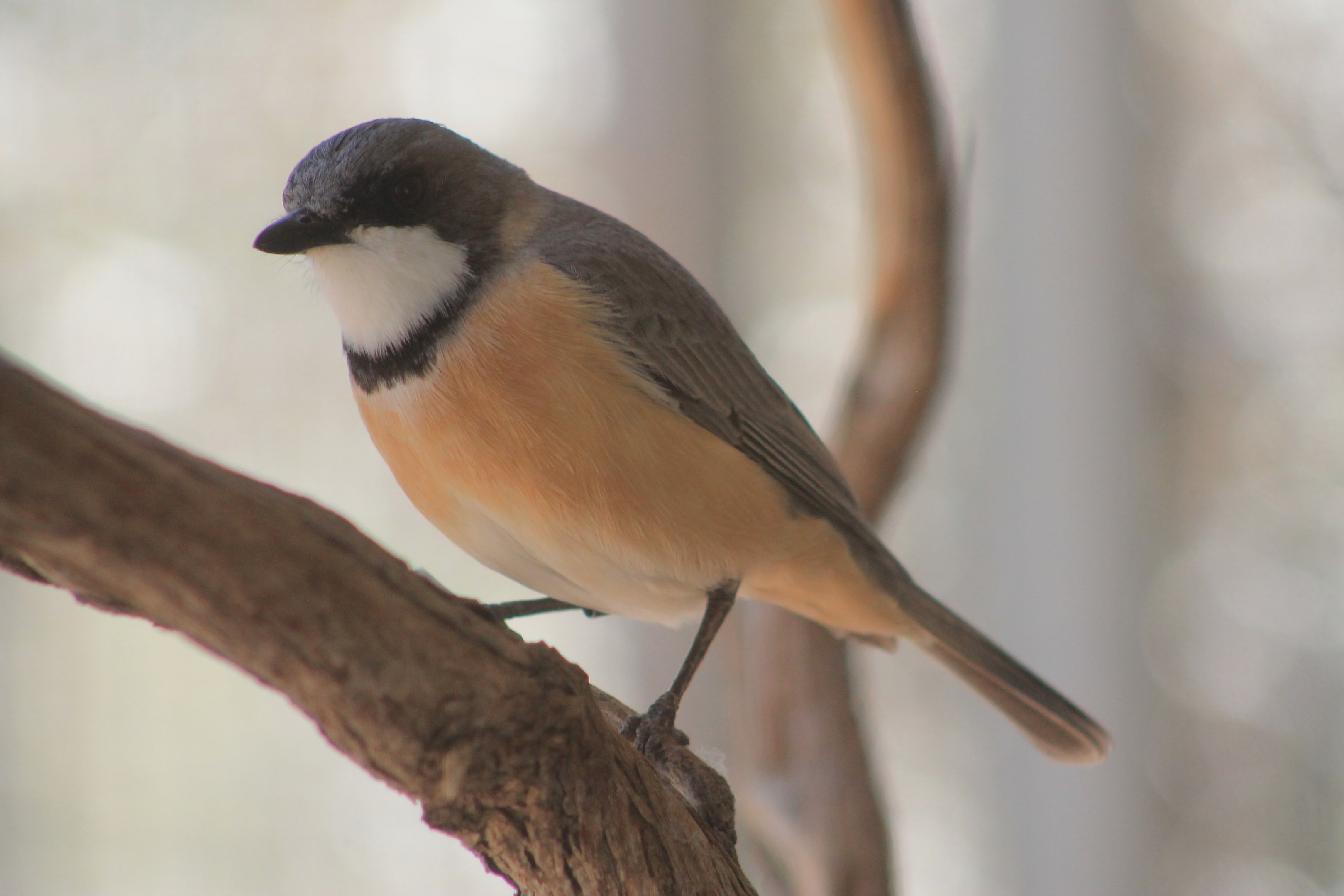 male Rufous Whistler (Pachycephala rufiventris)