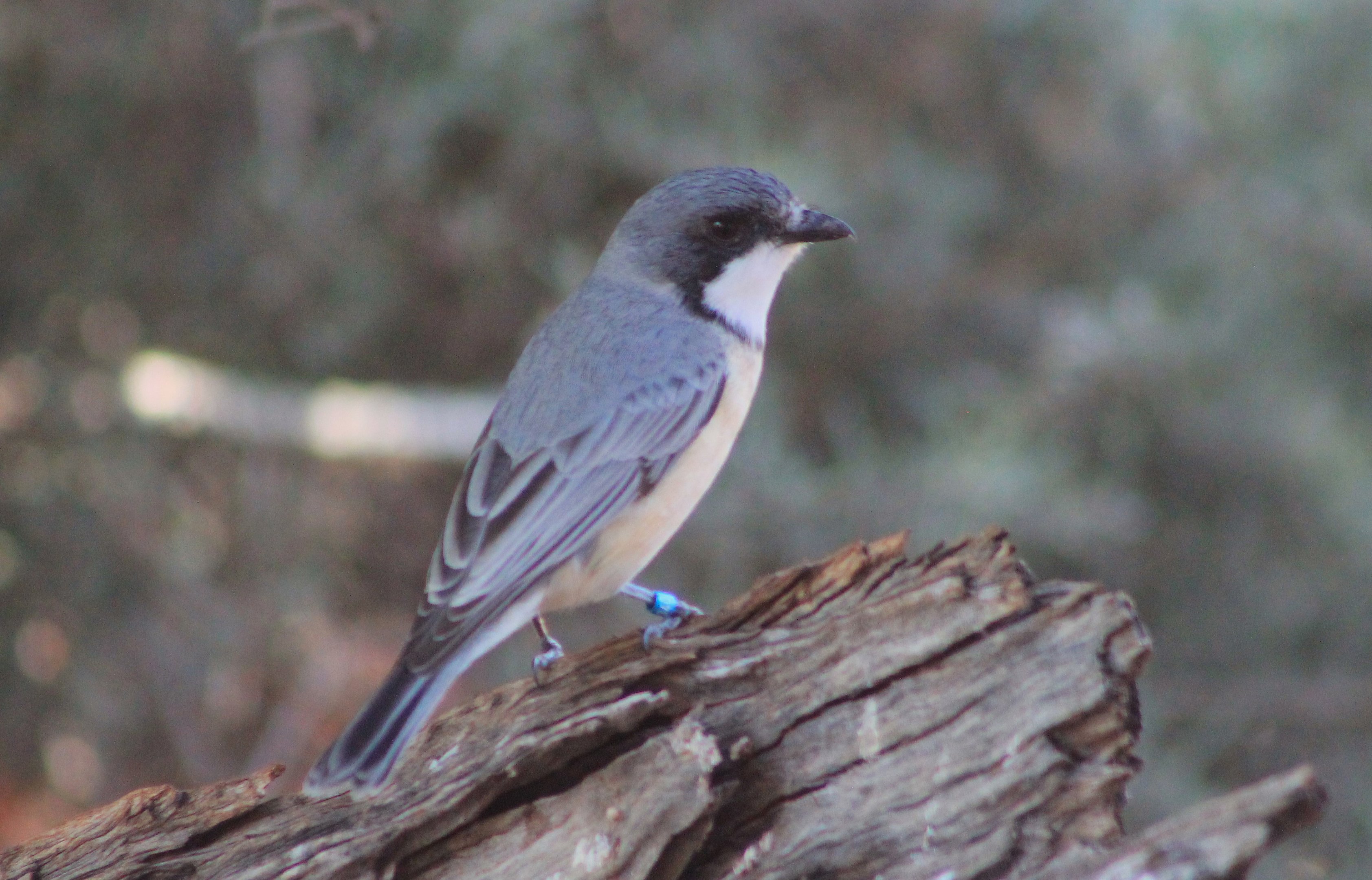 male Rufous Whistler (Pachycephala rufiventris)