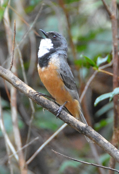 Male rufous whistler singing.