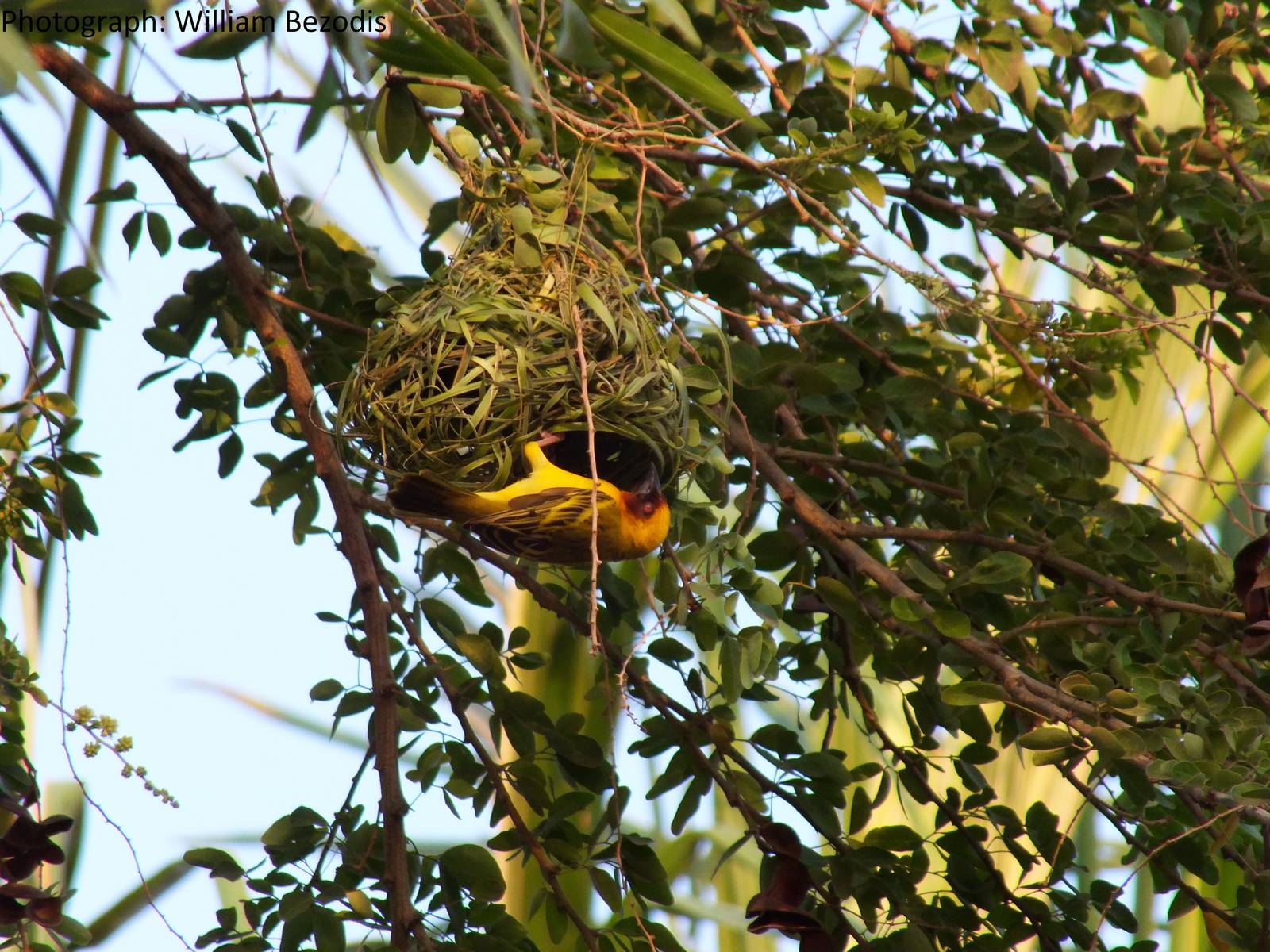 Male Ruppell's weaver on Nest