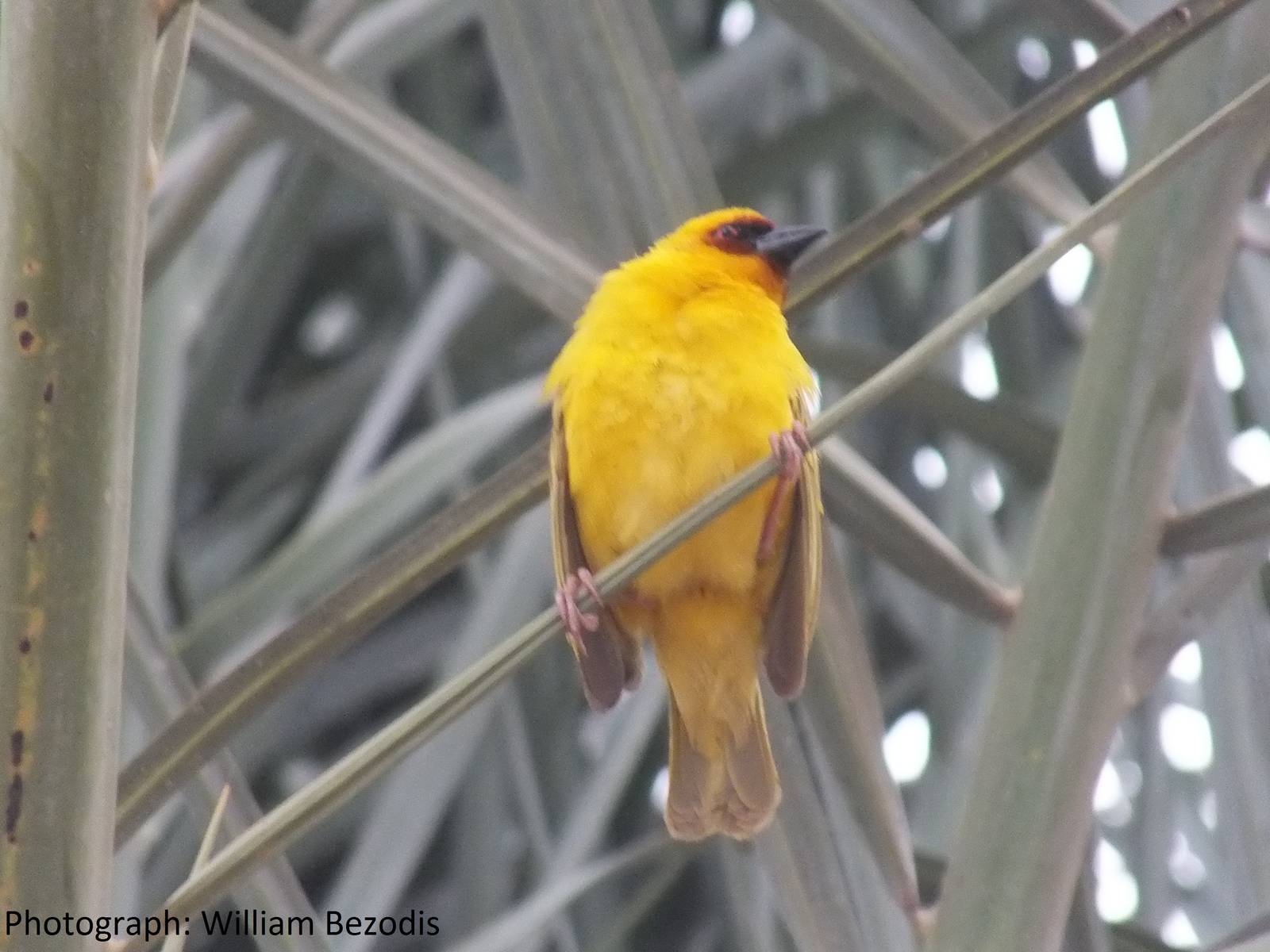 Male Ruppell's weaver