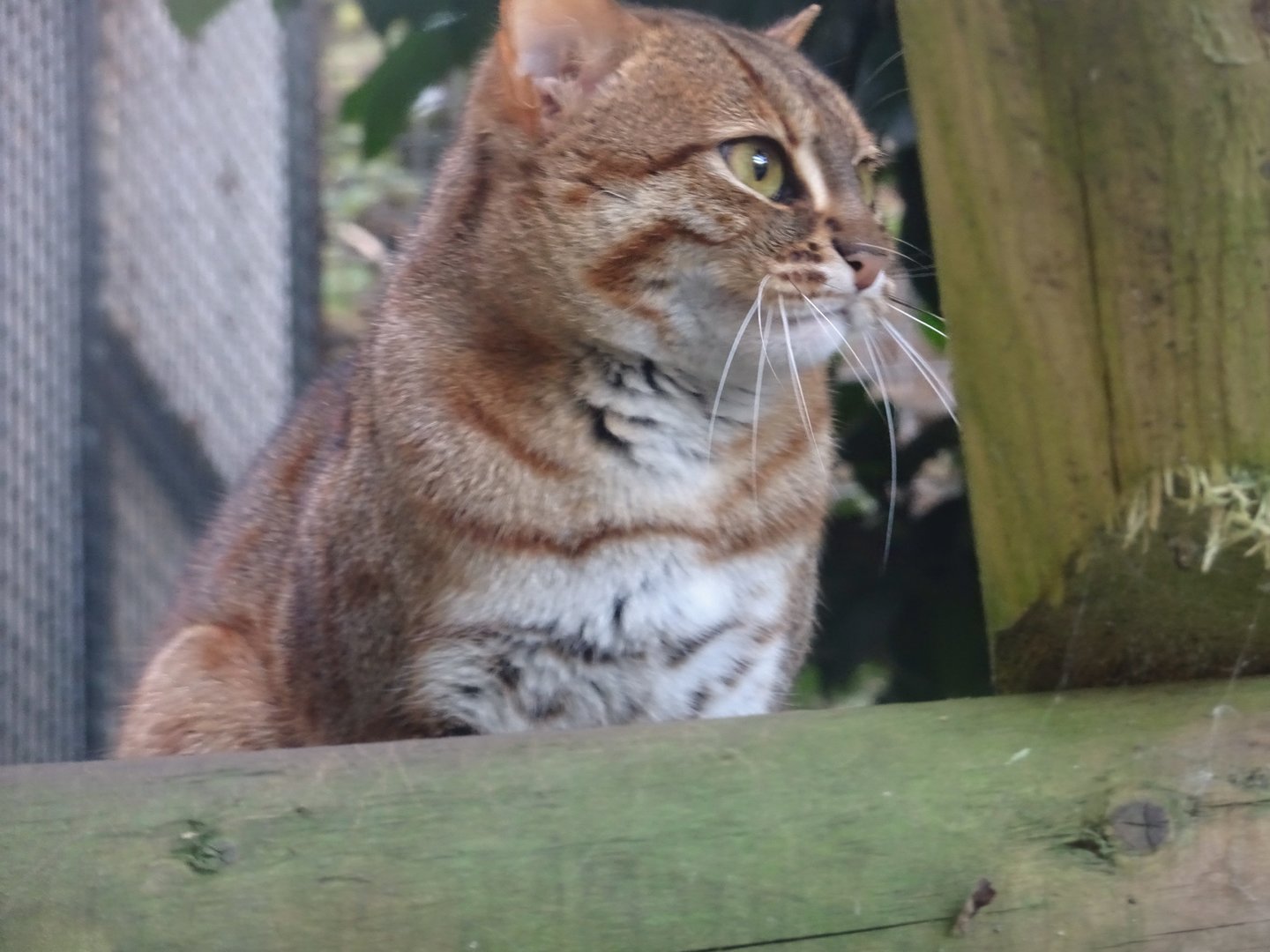 Male Rusty Spotted Cat