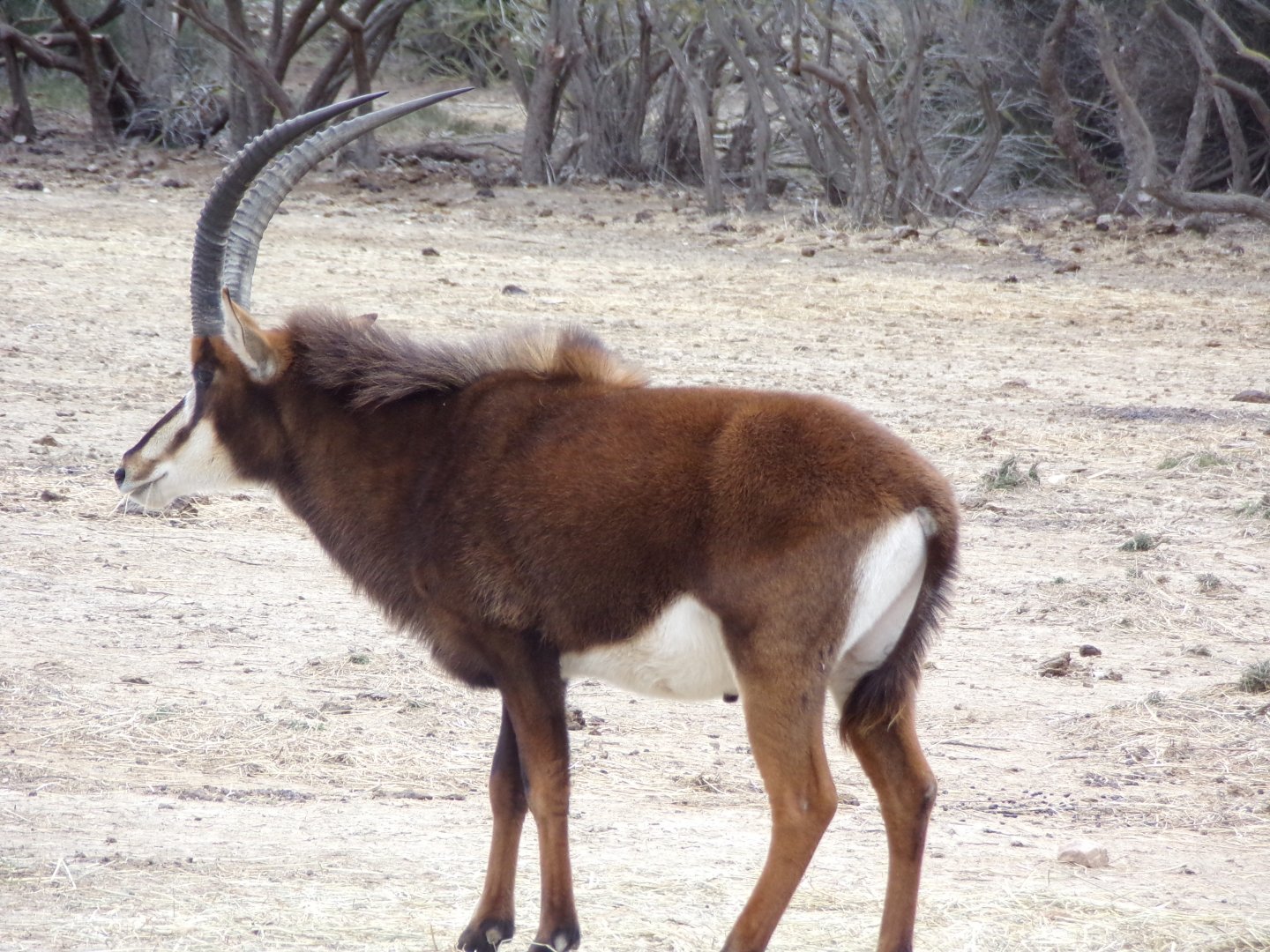 Male sable antelope - Réserve Africaine de Sigean (2024)