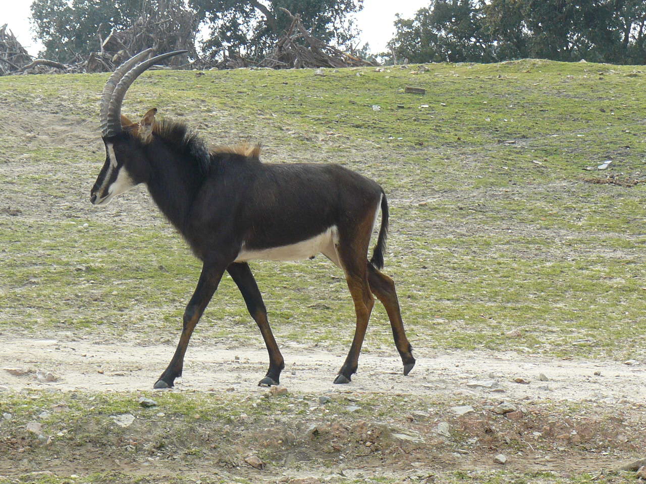Male Sable Antilope
