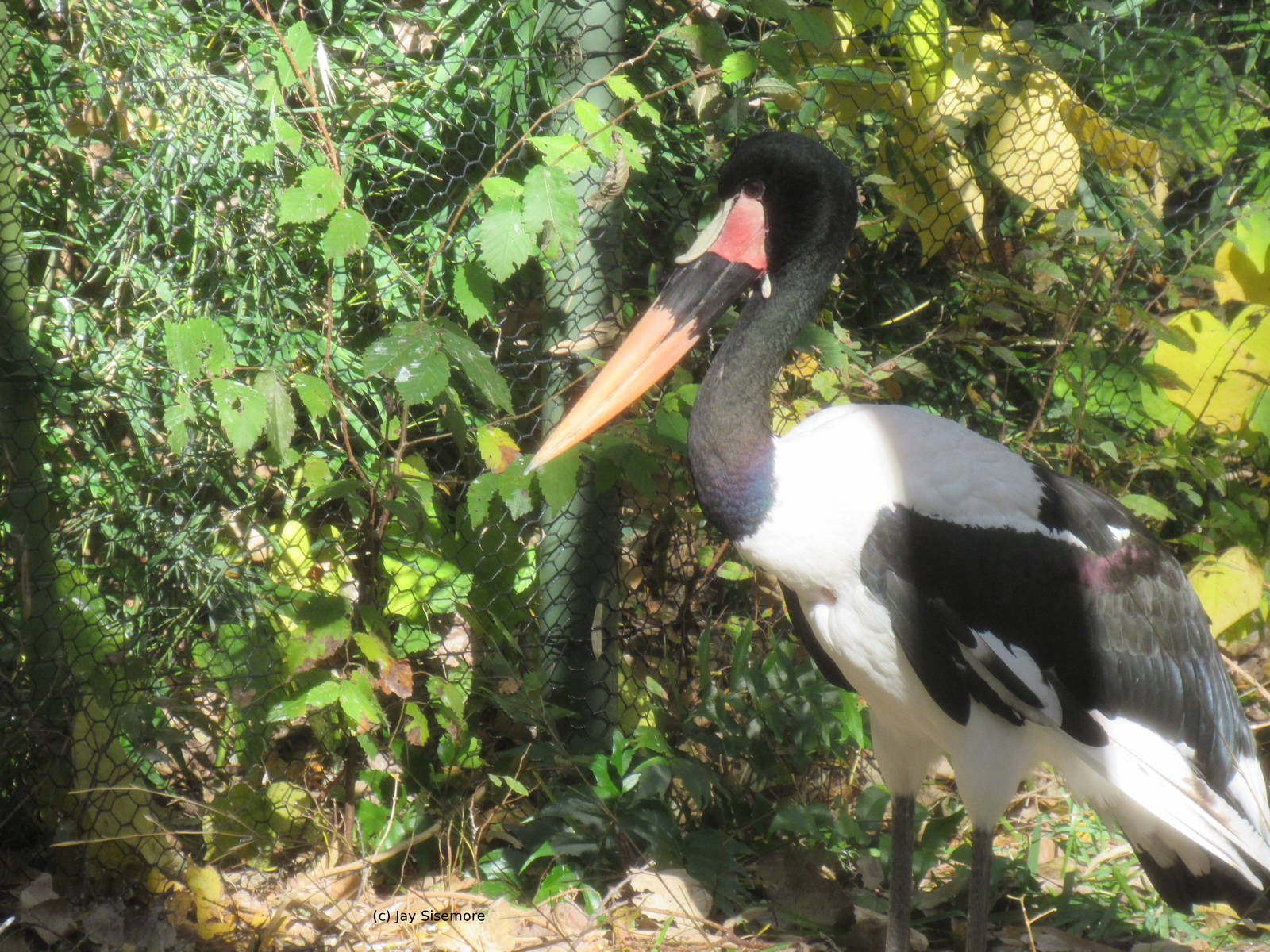 Male Saddle-Billed Stork
