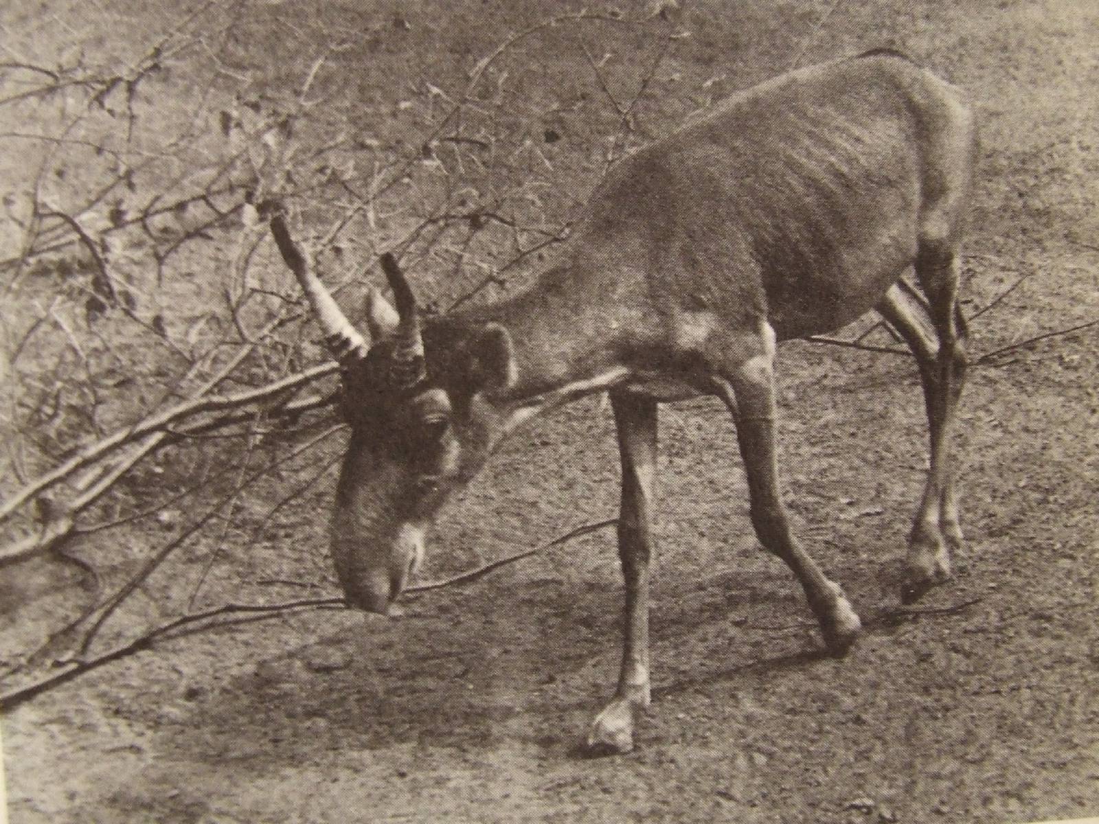 Male Saiga antelope @ Cologne Zoo