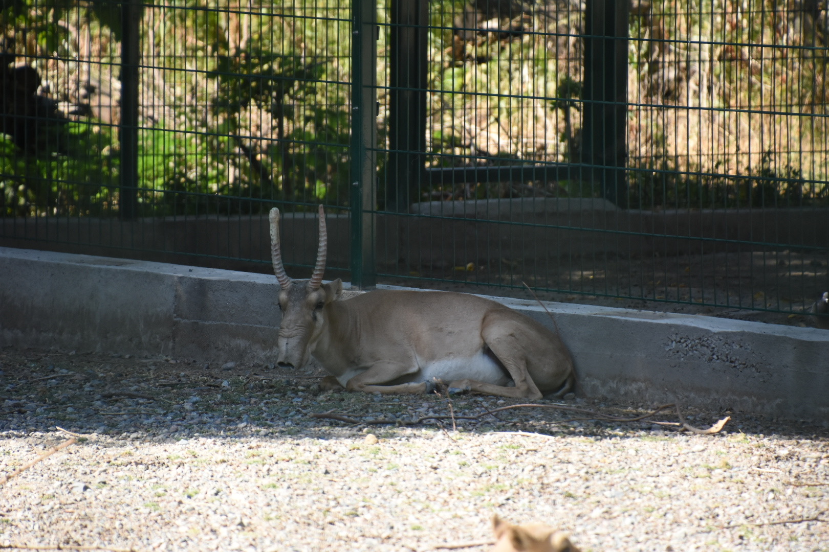 Male saiga antelope (Saiga tatarica)