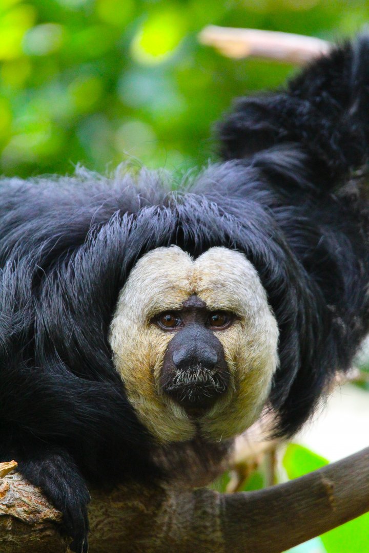 Male Saki Monkey- 9th November 2023