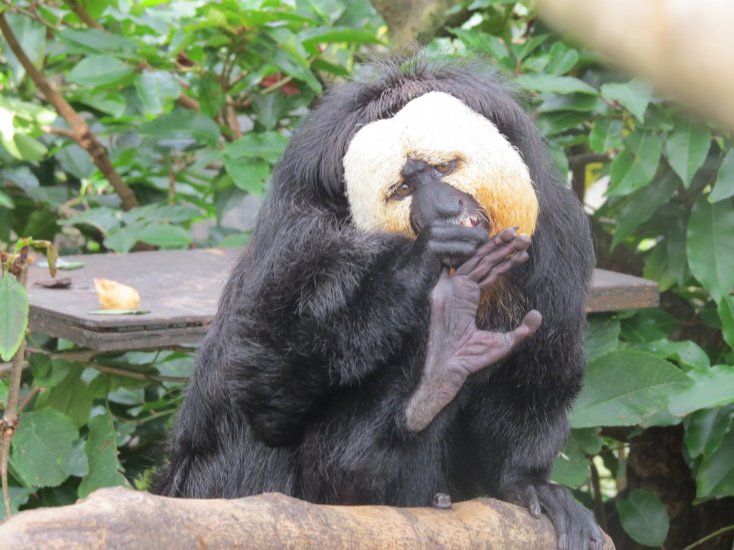 male saki monkey