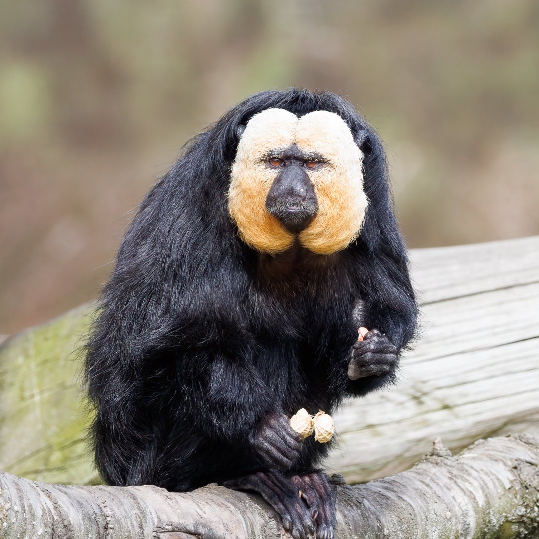 male Saki