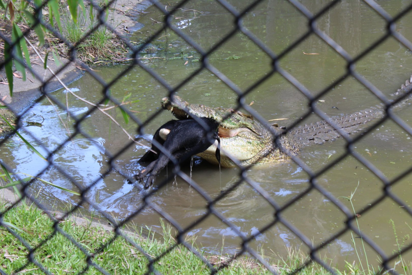 Male Saltwater Crocodile