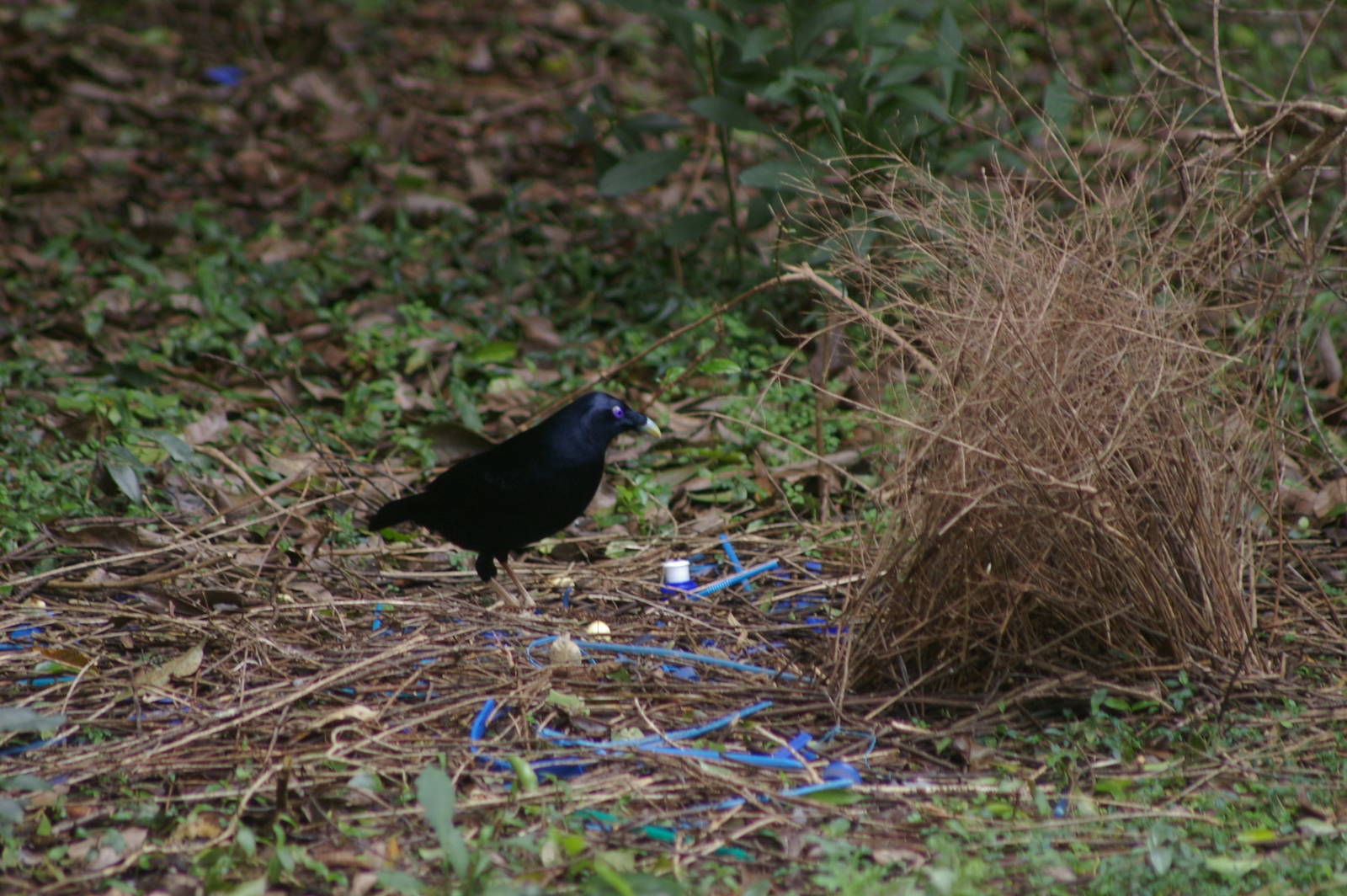 male satin bowerbird at bower (Ptilinorhynchus violaceus)