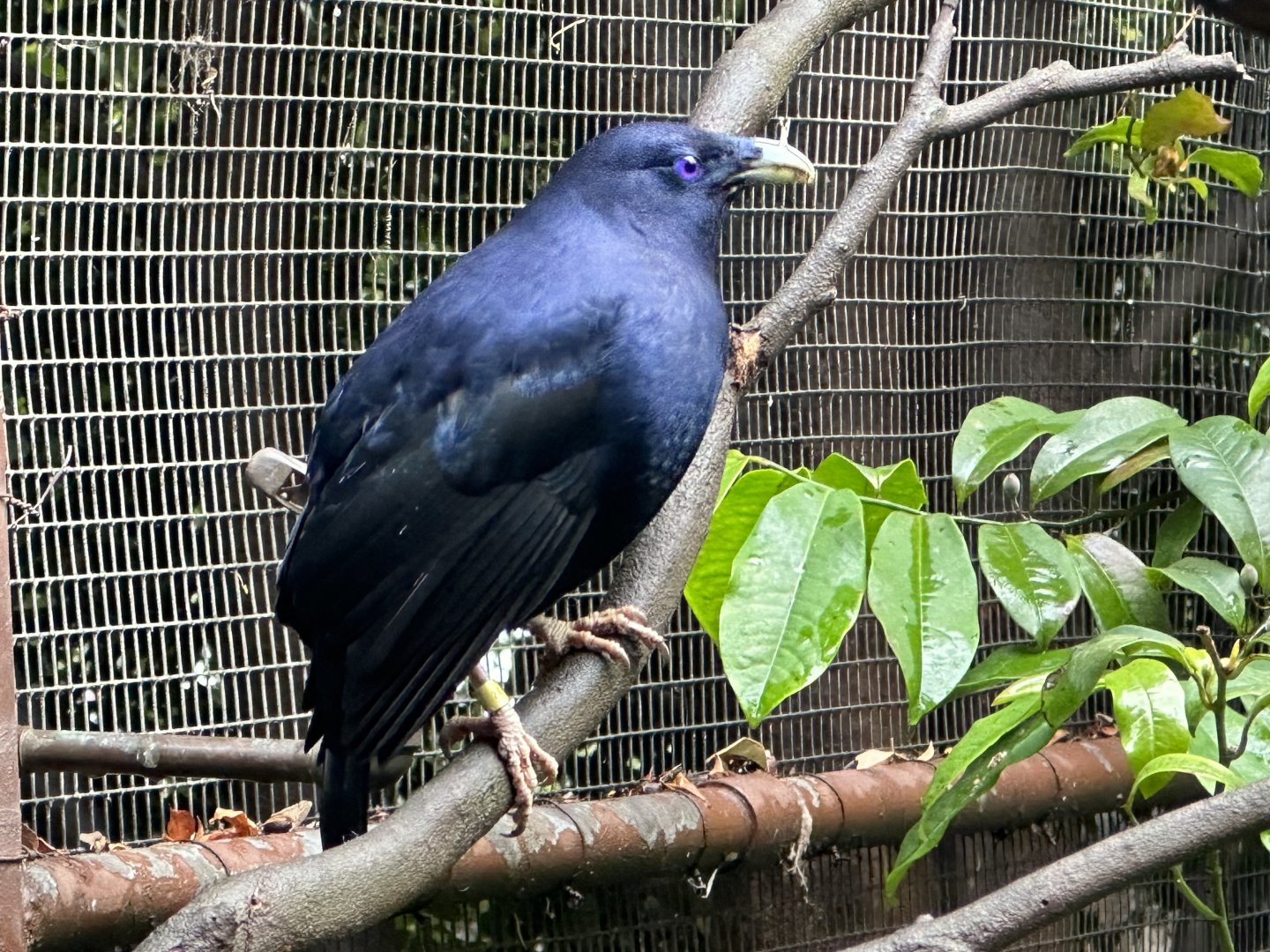 Male Satin bowerbird (Ptilinorhynchus violaceus)