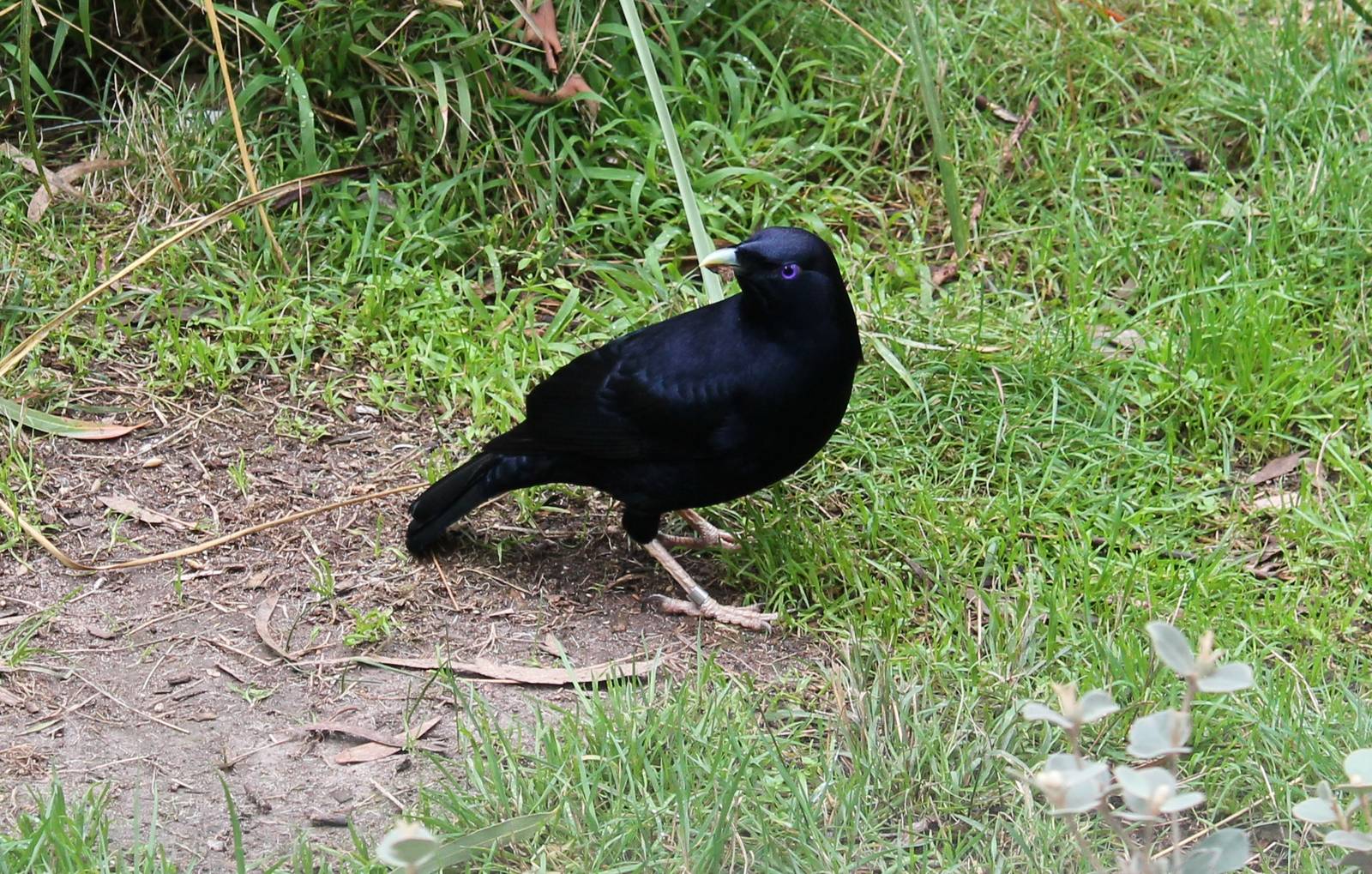 male satin bowerbird (Ptilonorhynchus violaceus)