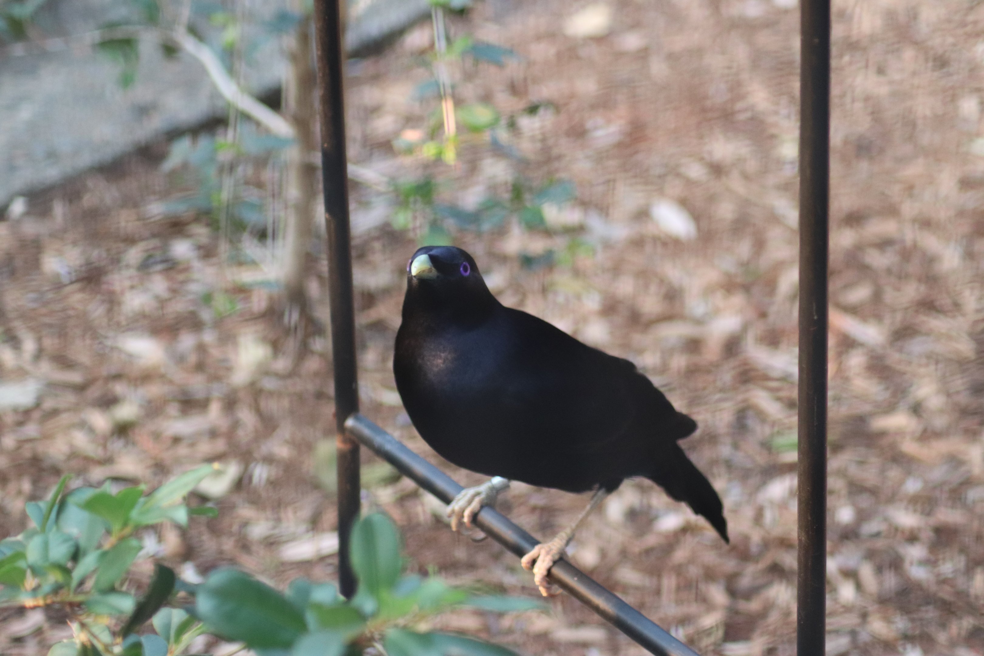 Male Satin Bowerbird (Ptilonorhynchus violaceus)