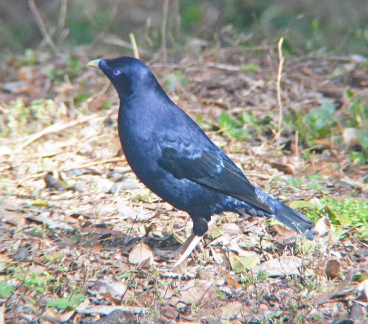 Male Satin bowerbird