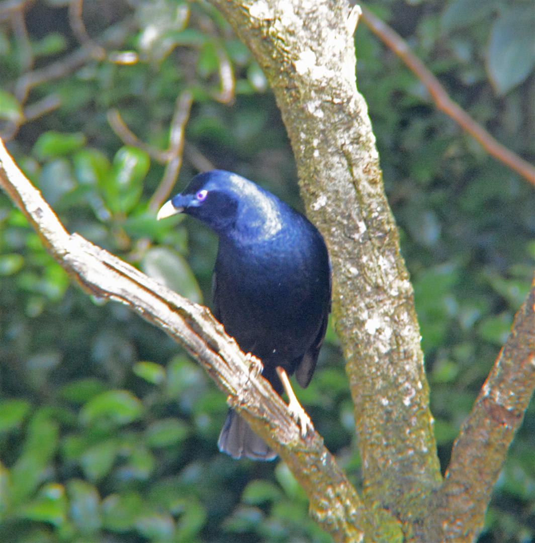 Male satin bowerbird