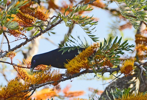 Male satin bowerbird.