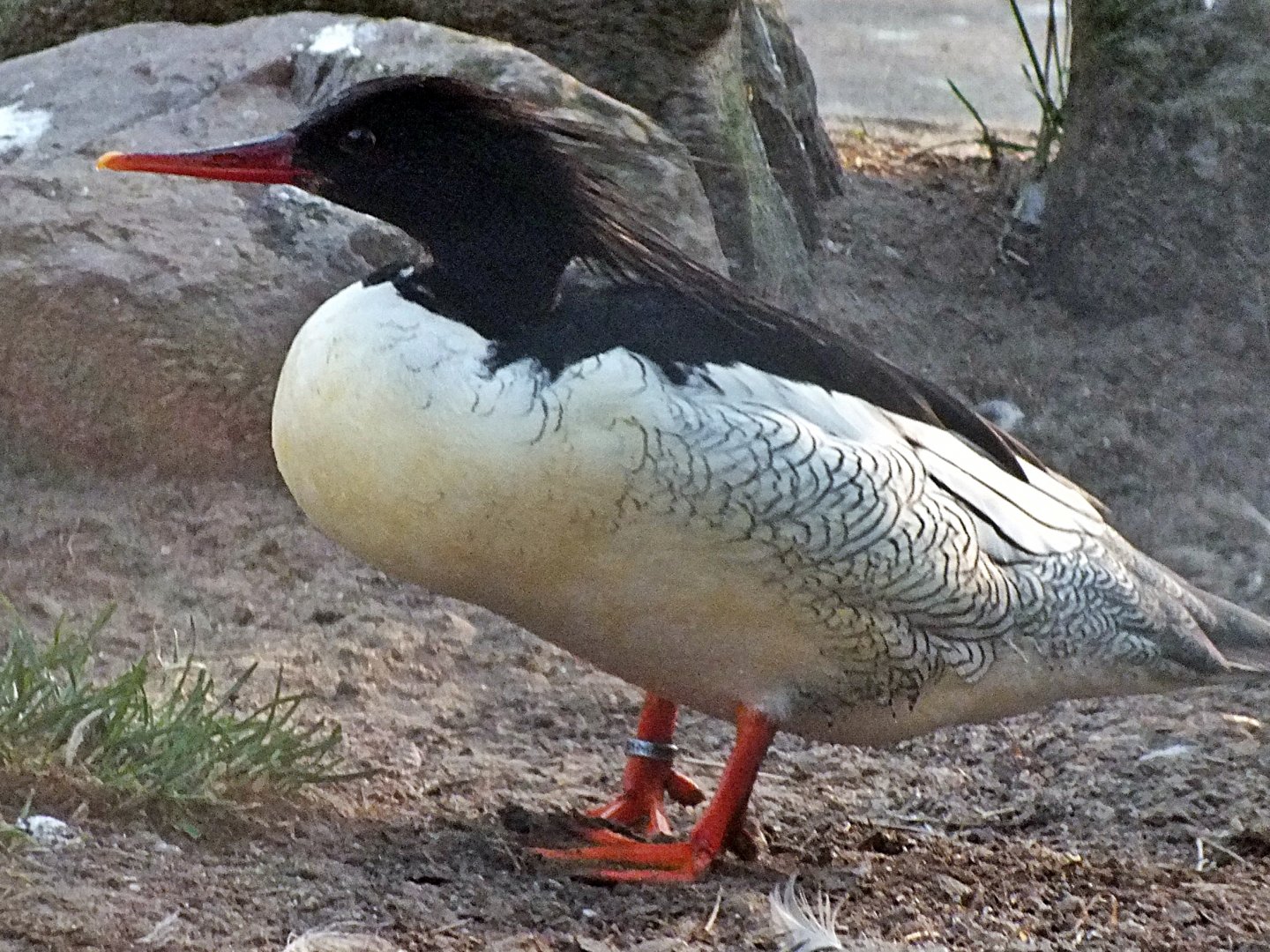 Male scaly-sided merganser