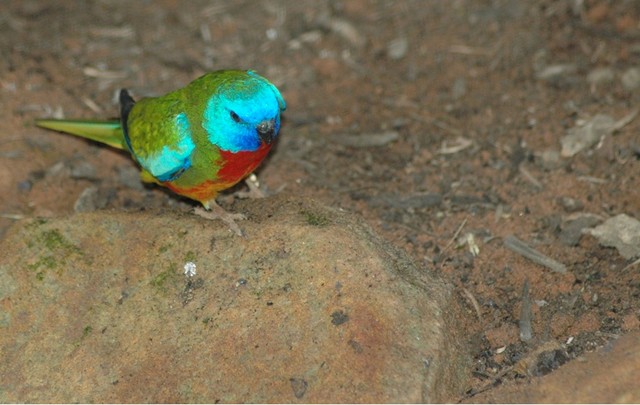 Male Scarlet Chested Parrot