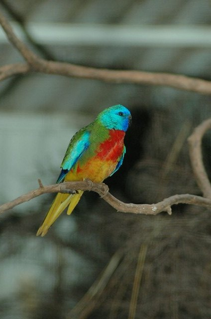Male Scarlet Chested Parrot