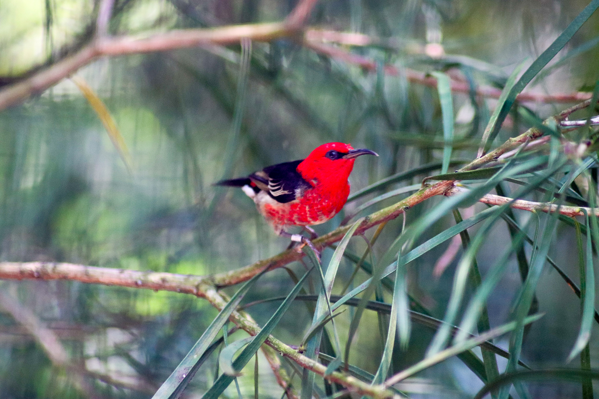 Male Scarlet Honeyeater (Myzomela sanguinolenta) - December 2019