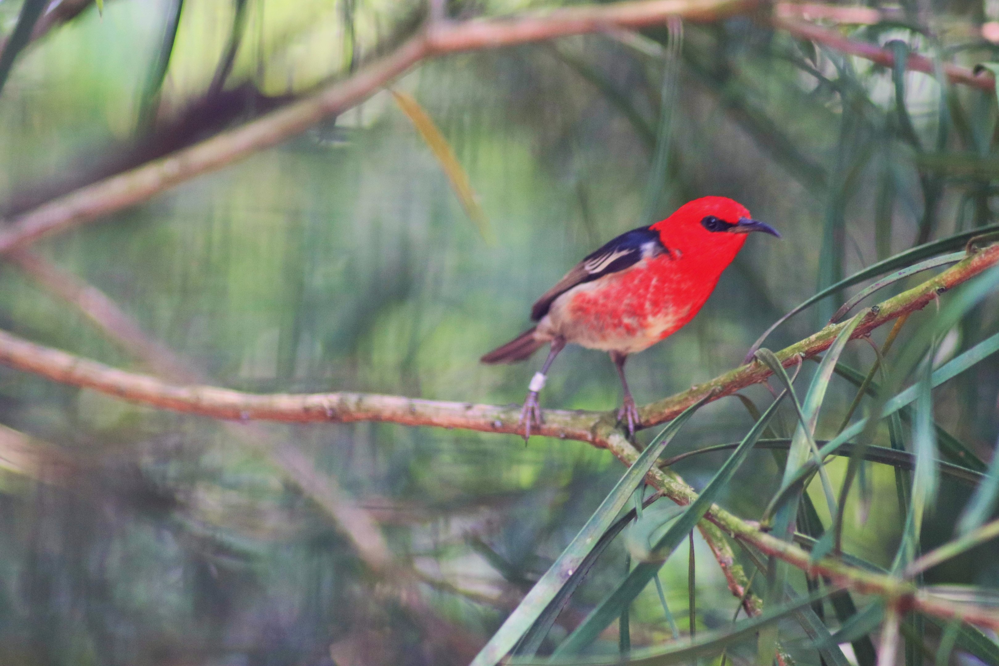 Male Scarlet Honeyeater (Myzomela sanguinolenta)