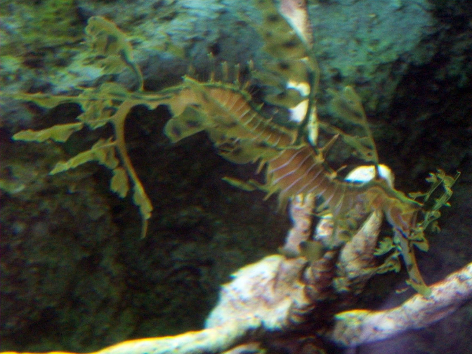 Male Sea Dragon
