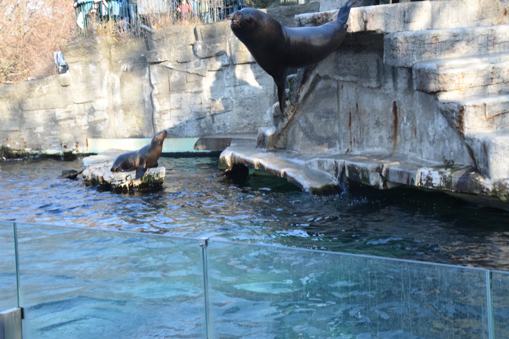 Male sea lion belly flopping into water