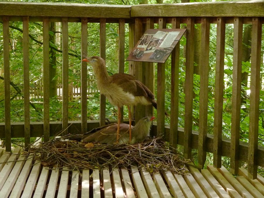 Male seriema's nesting II