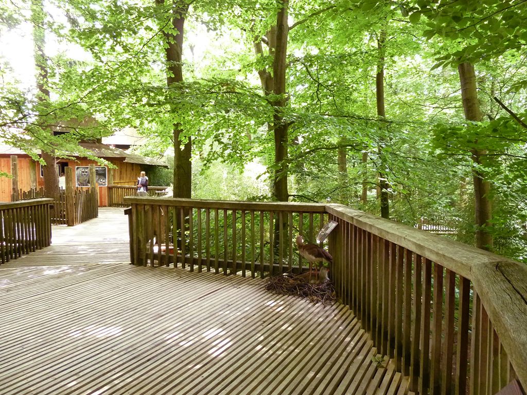 Male seriema's nesting together