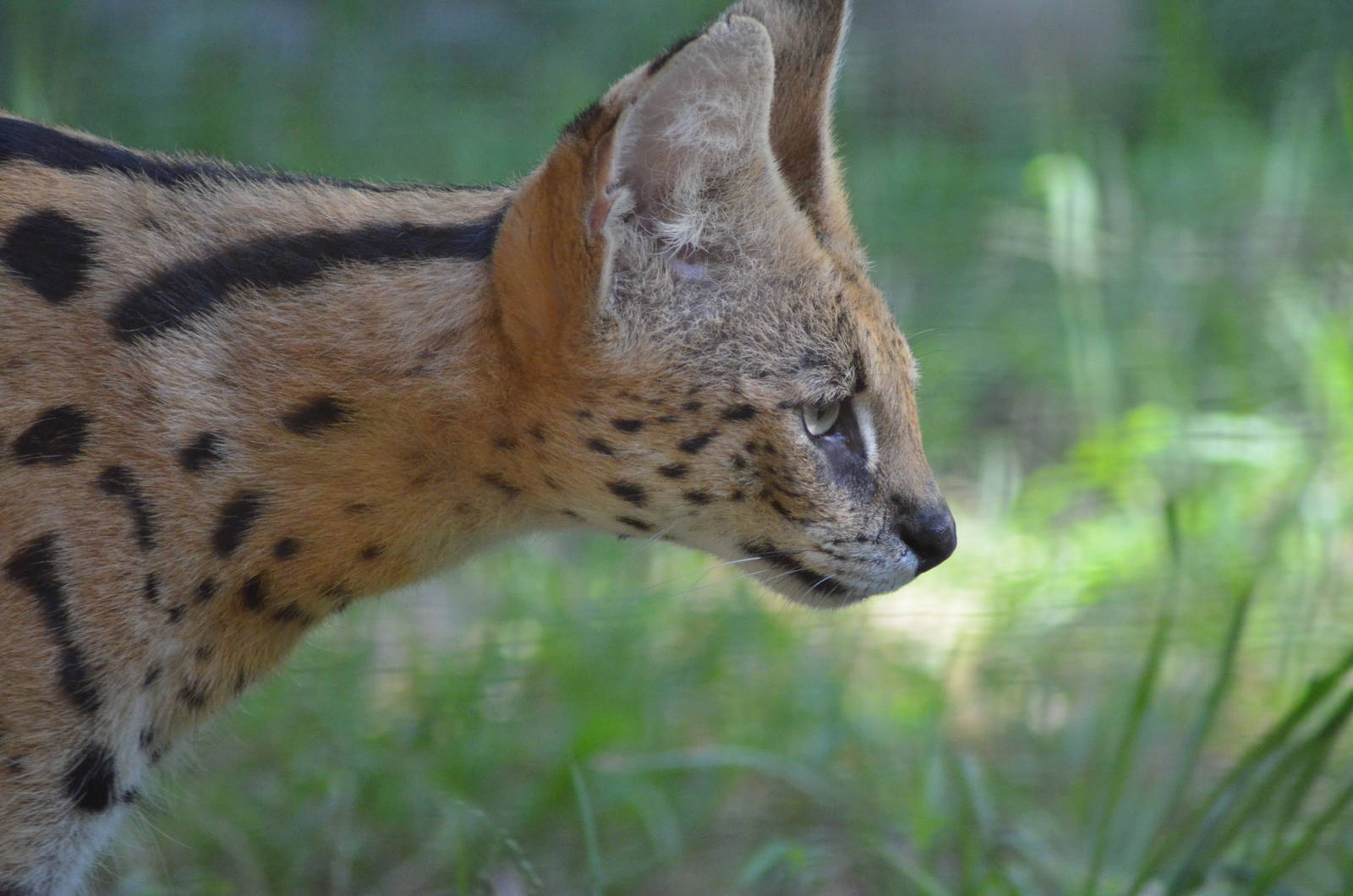 Male Serval On The Move
