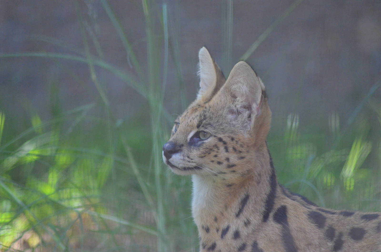 Male Serval