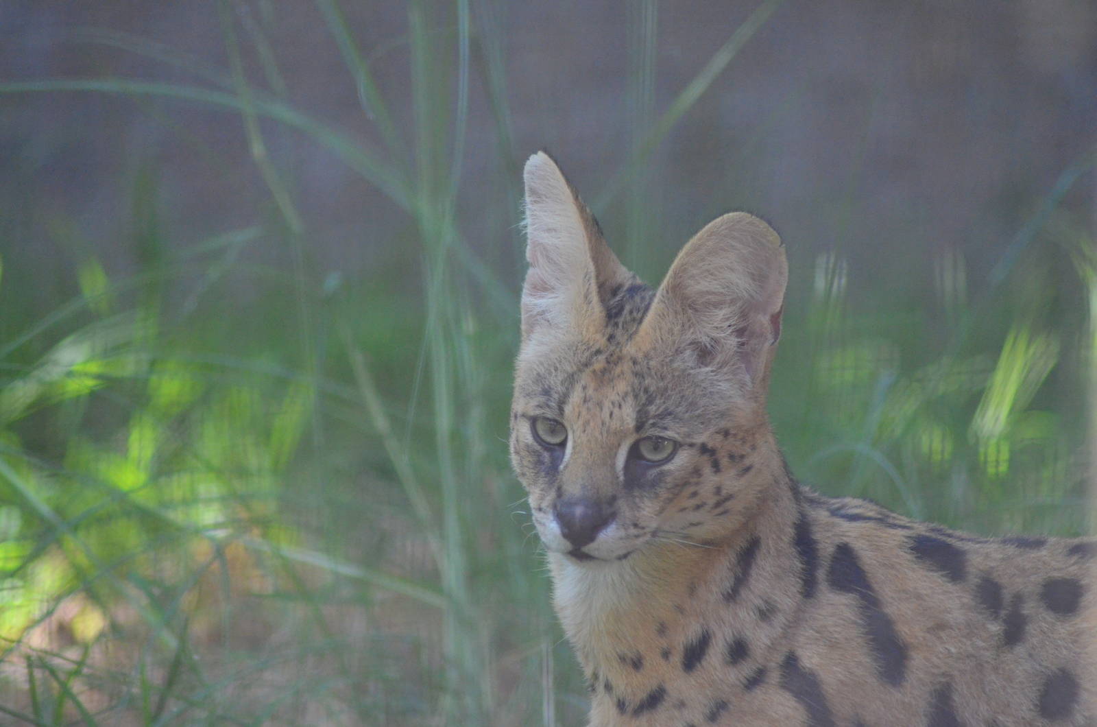 Male Serval