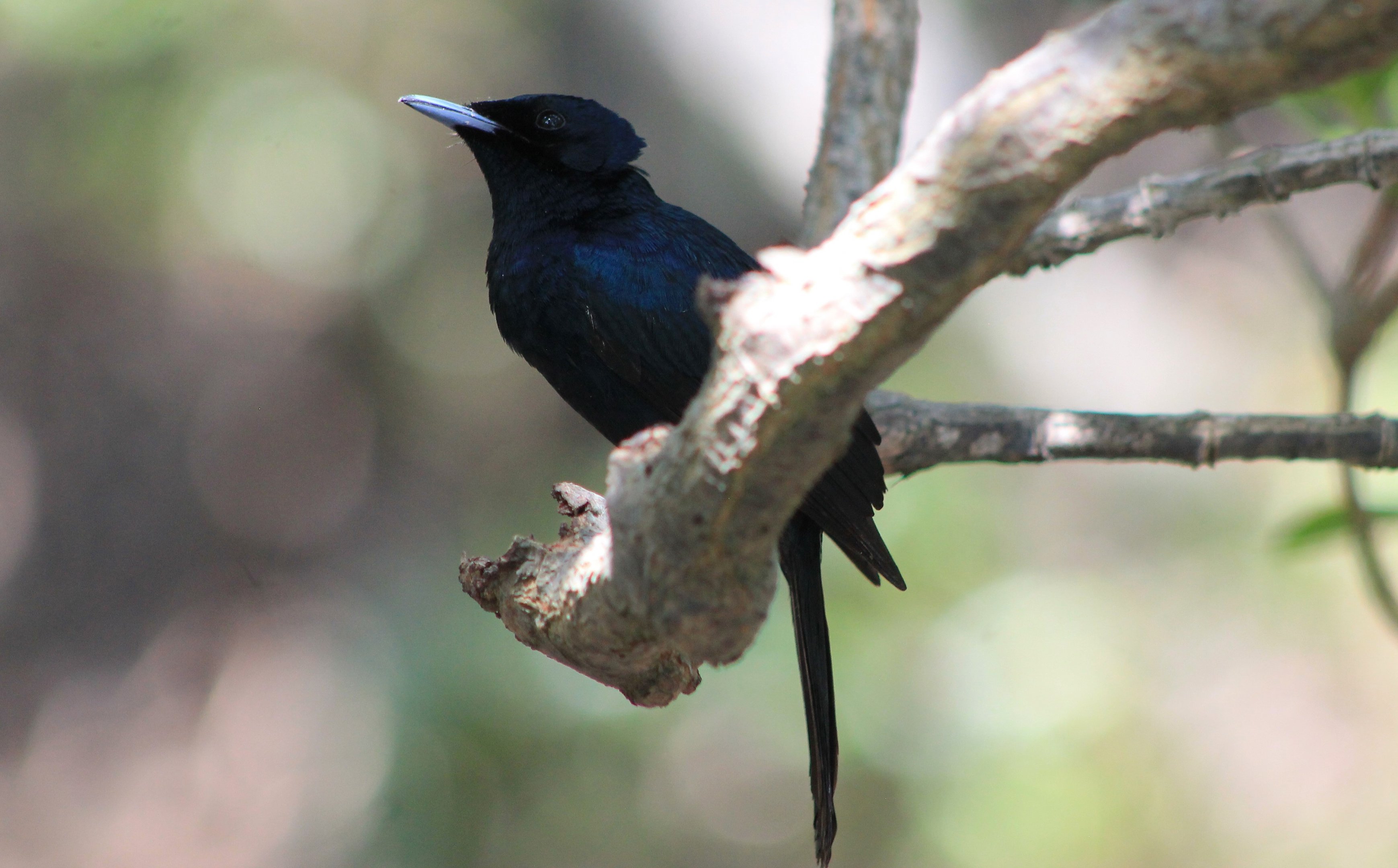 male Shining Flycatcher (Myiagra alecto)