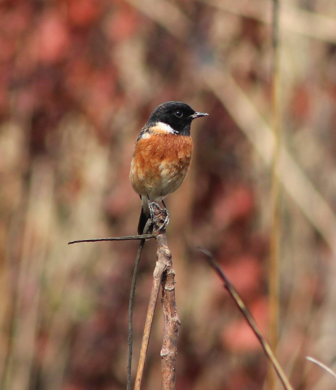 male Siberian Stonechat (Saxicola maurus)